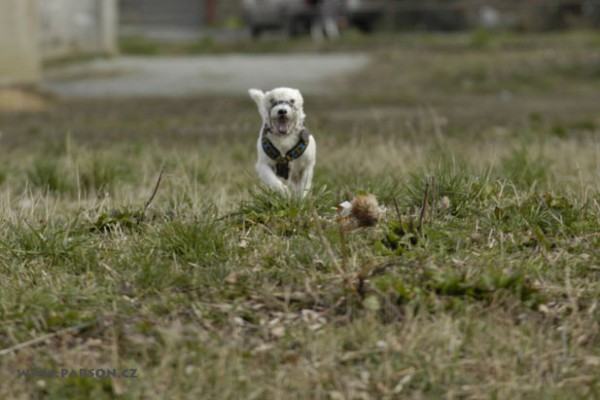 Coursing Ráječko