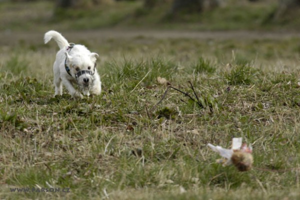 Coursing Ráječko