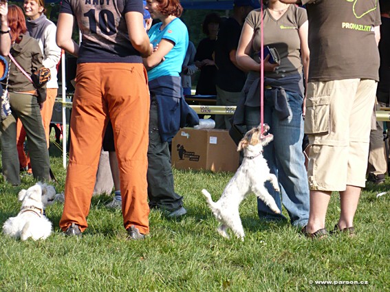 Stromovka Disc Dog freestyle