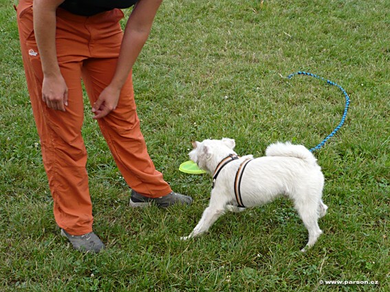 Stromovka Disc Dog freestyle