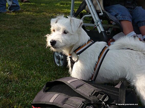 Stromovka Disc Dog freestyle